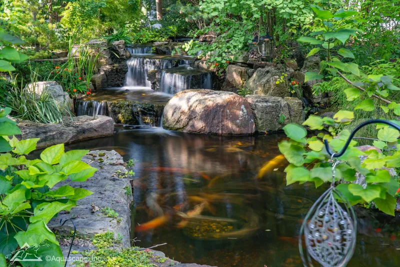 Natural Koi Pond